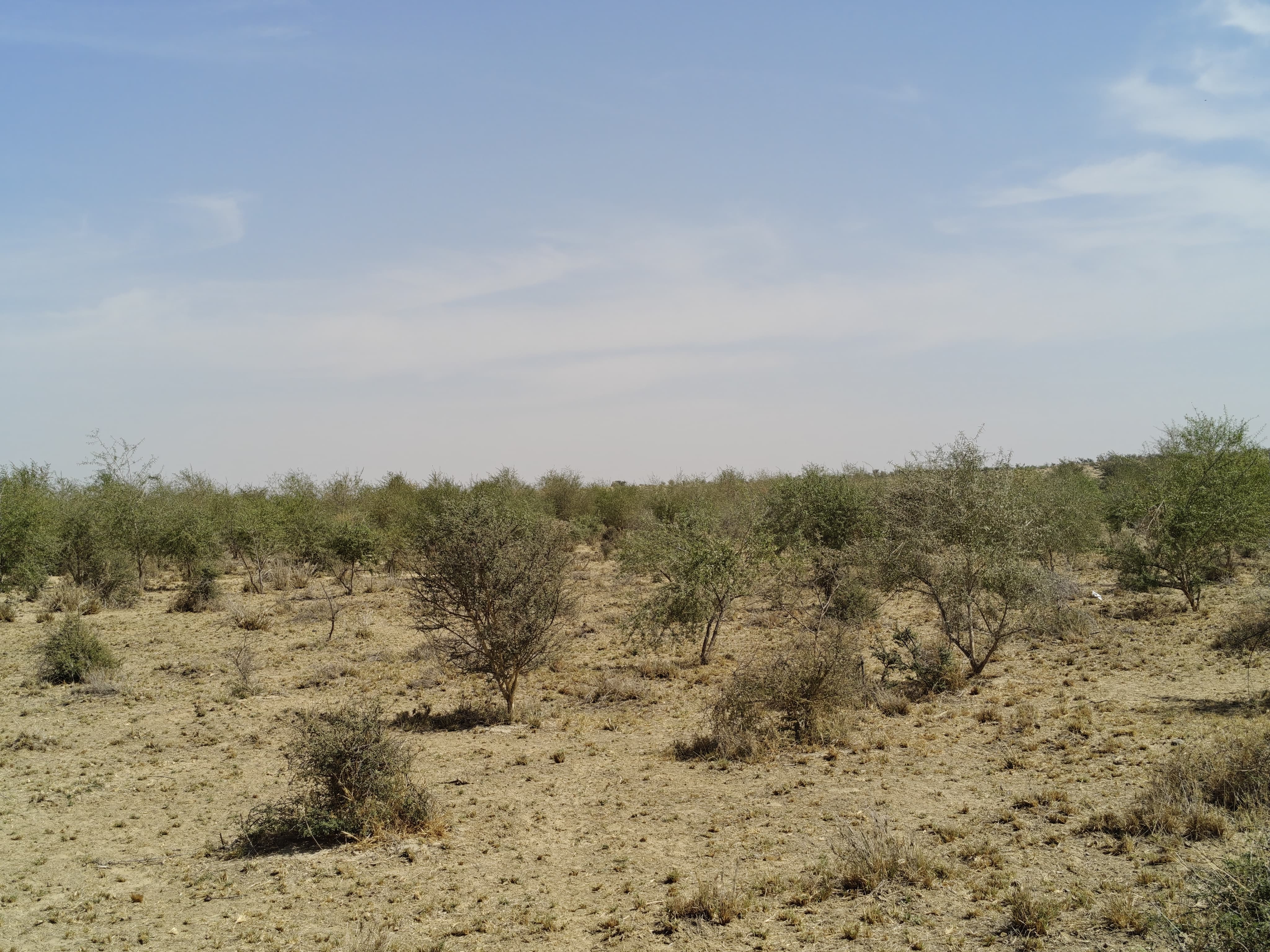 Compensatory Afforestation